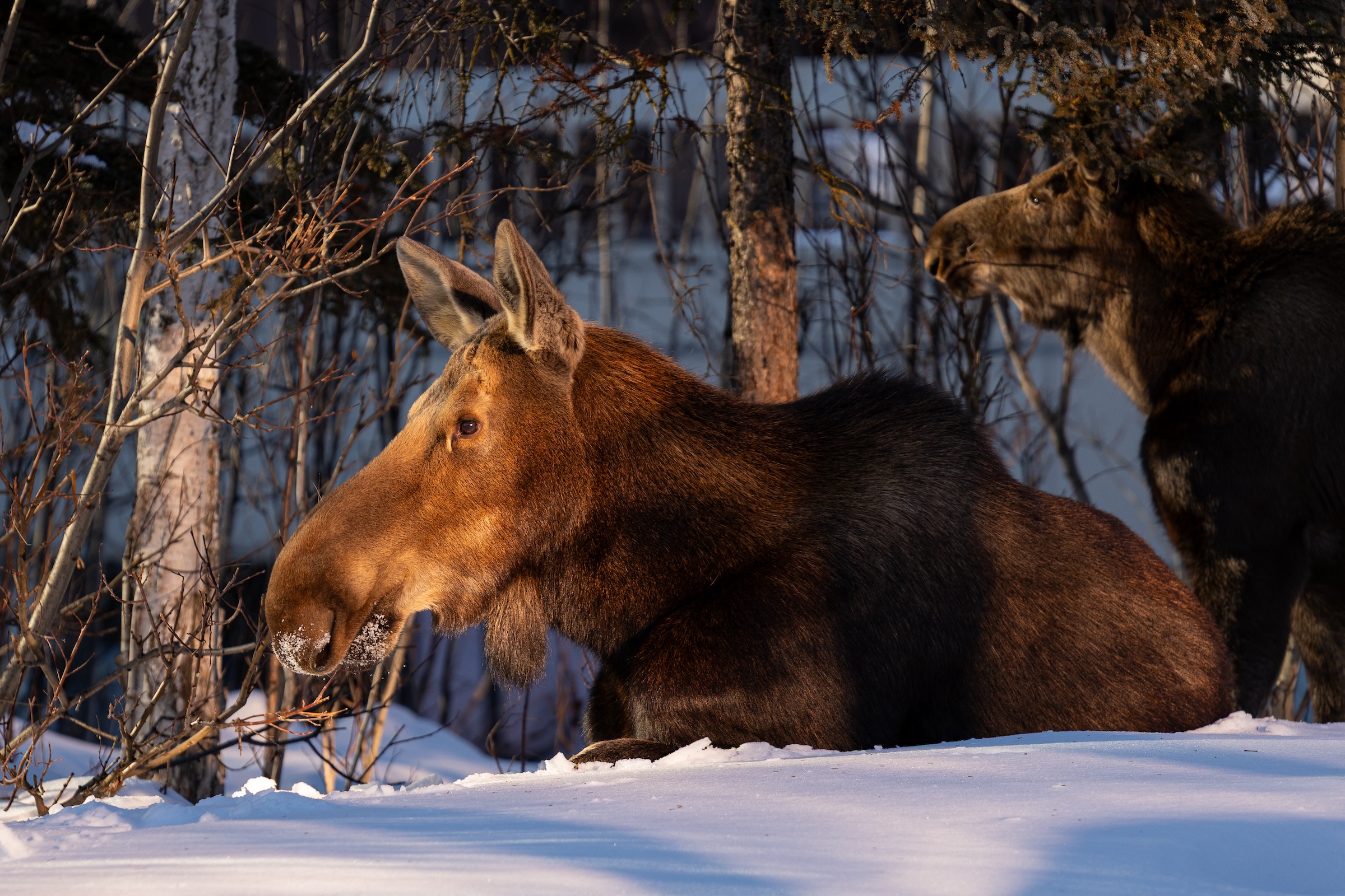 This is a photo of 2 moose laying in the direct sunlight during a winter day. There is snow on the ground and twig like trees around it. It's highlight the face of one of the moose which is laying directly in the sunlight and in focus the most.