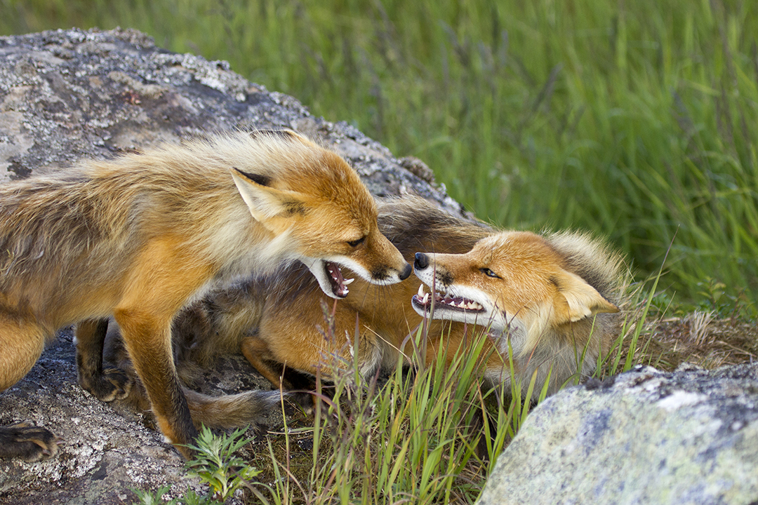 Two foxes fighting on Round Island
