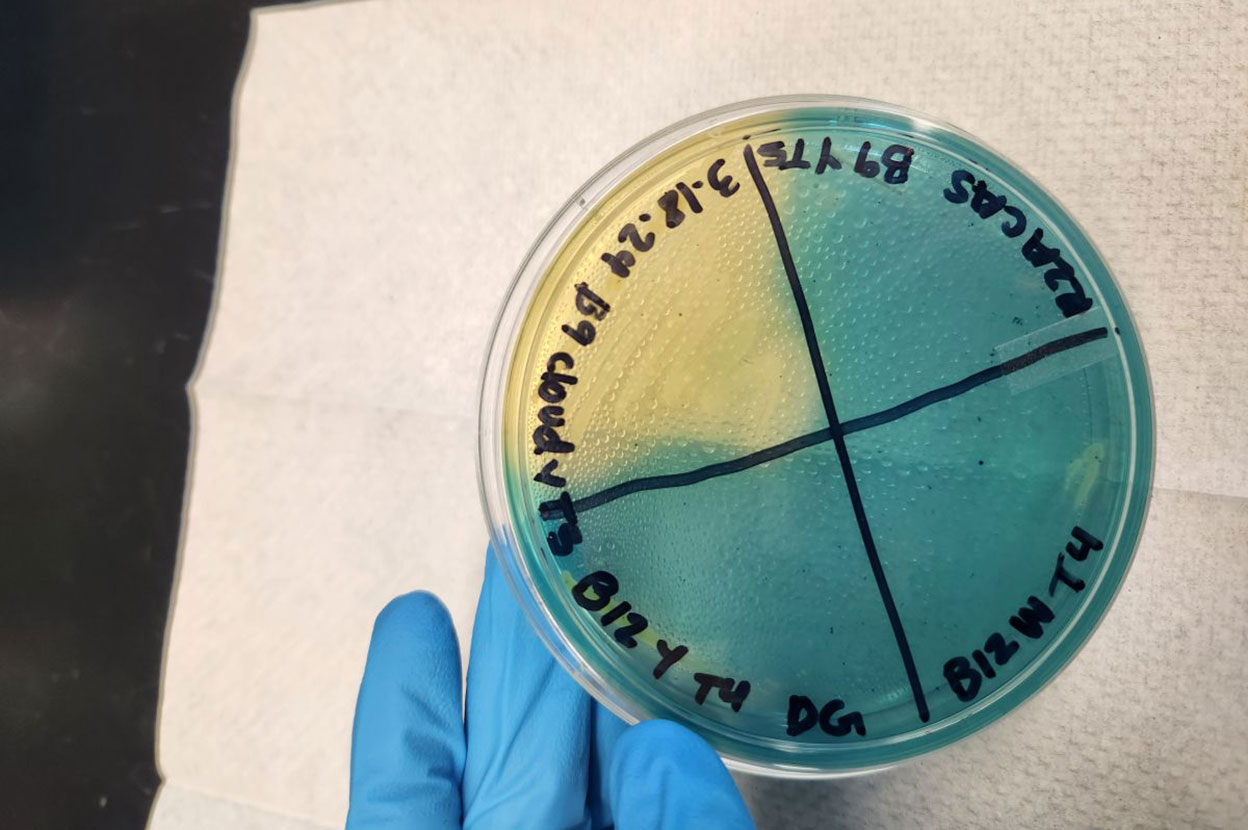 A CAS assay test with yellow section indicating microbes binding to rare-earth elements