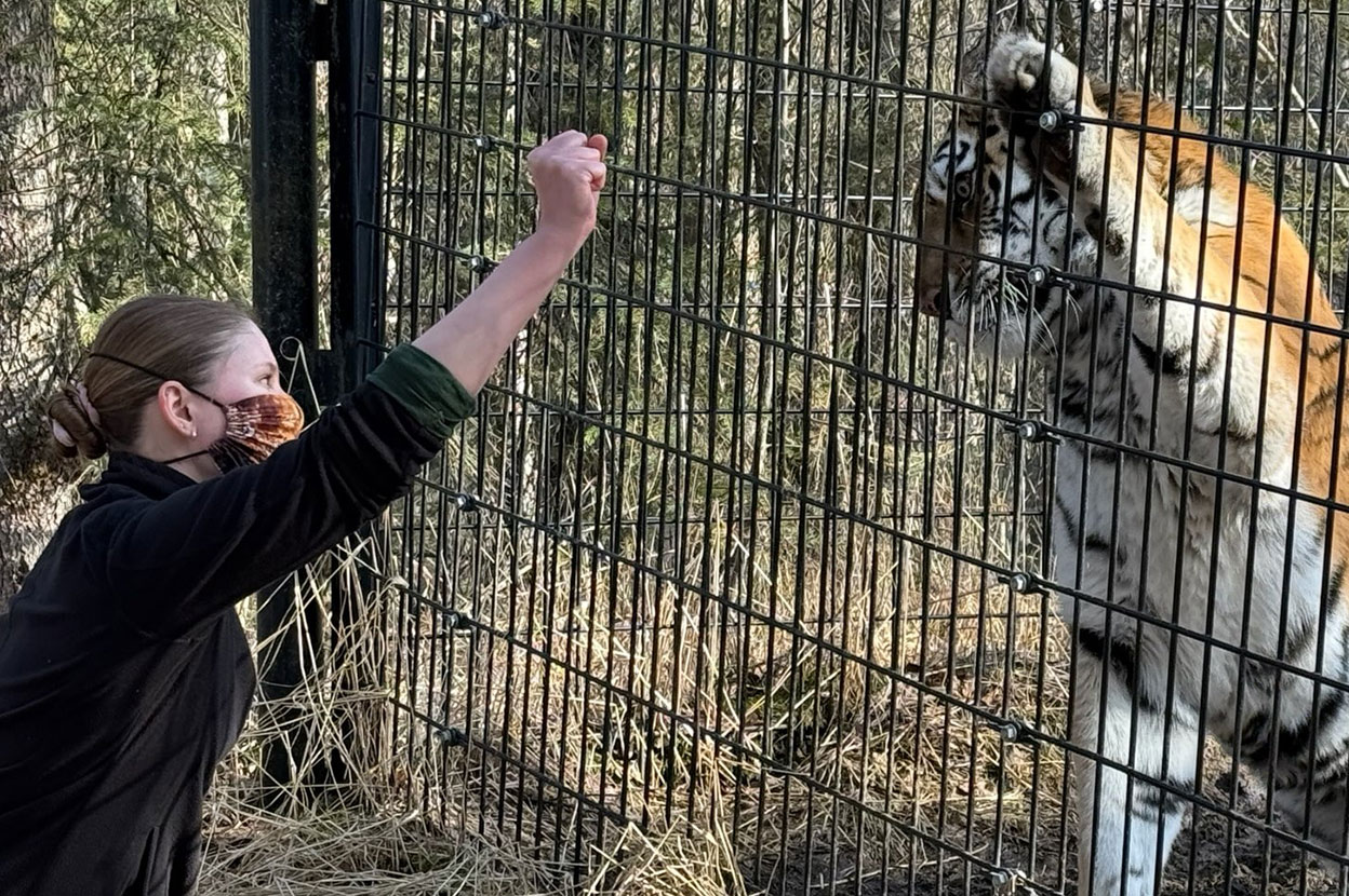 Woman feeding tiger in cage