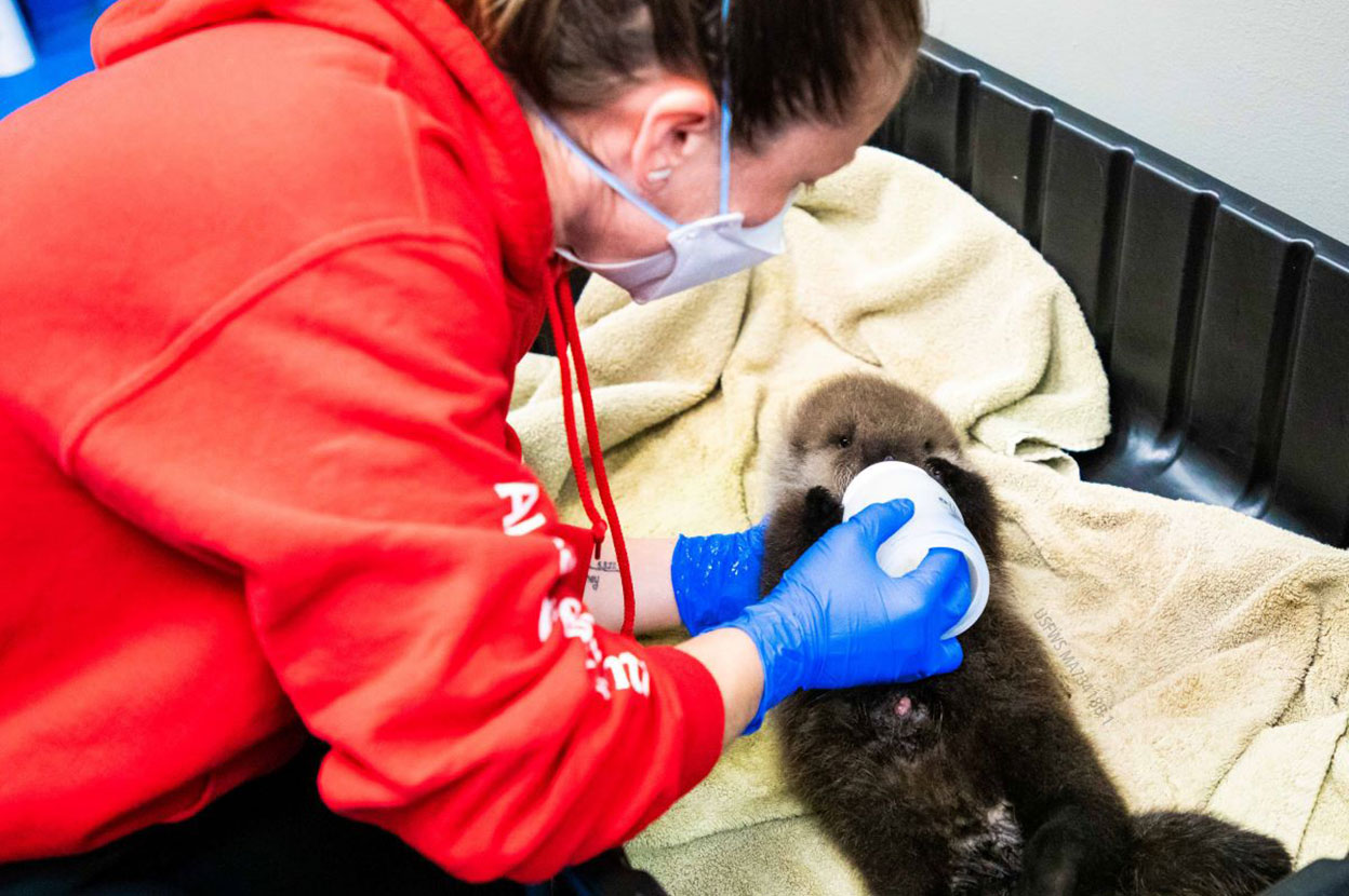Natalie Hunter with a sea otter pup
