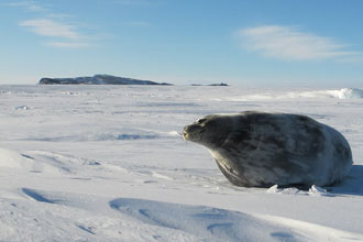Weddell seal research on Antarctica