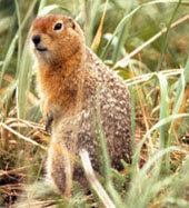 arctic ground squirrel