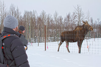 Monty-the-Moose Monty the Moose