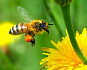 Honey bee, star of the film 'The Vanishing of the Bees'