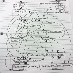 Tia Mark's food web from the Goose Lake excursion,