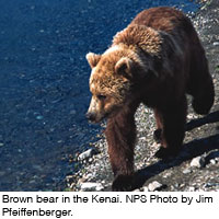 Learn about levels of blood parasitism in this bear at 9:30 a.m. on Aug. 9 in CPISB 120