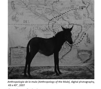 Anthropology of the Mule