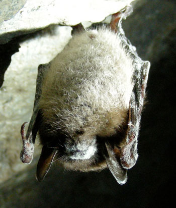 Little Brown Bat with 'white nose syndrome'