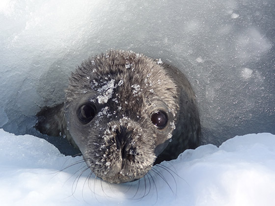 Seal Pup