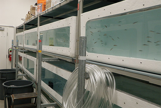 Captive threespine stickleback in the ENRI fish room