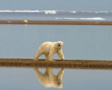 Polar bear Polar bear walking along the shore of the Beaufort Sea.