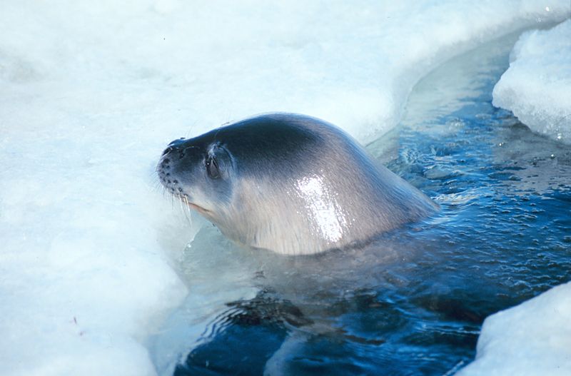 800px-Weddell_seal