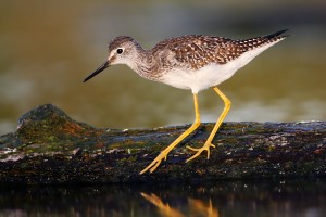 Lesser_Yellowlegs