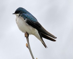 Tree Swallow