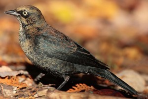 rusty blackbird