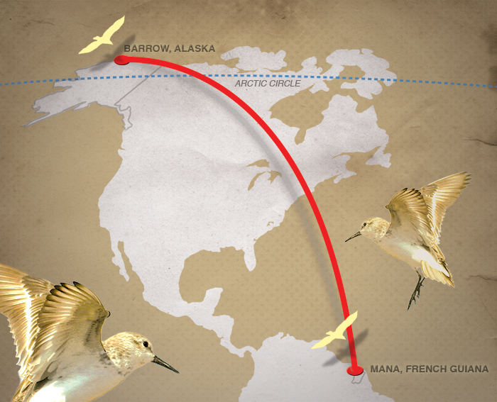 One bird, 6,000mile migration News University of Alaska Anchorage