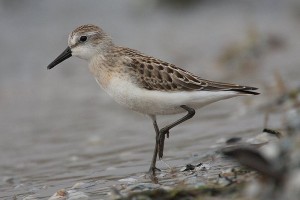 Semipalmated Sandpiper Semipalmated Sandpiper