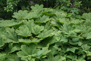 Devil's Club Devil's Club