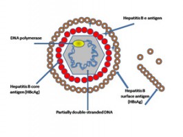 Hepatitis B virus Hepatitis B virus