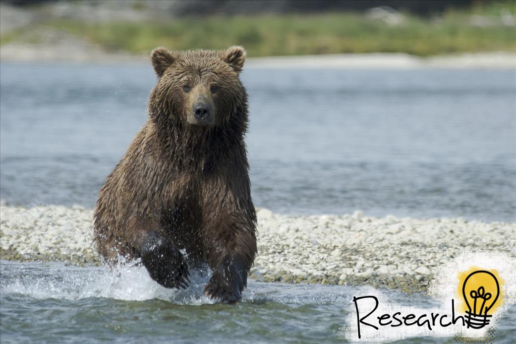 20131210-bear-research