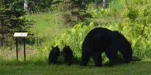Black bears by the ConocoPhillips Integrated Science Building. Photo from UAA Biological Sciences Facebook page.