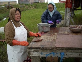 Two women share the work of cleaning salmon, in Nunapitchuk, a community UAA scientists visited in their study of subsistence and sharing.