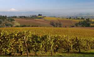 Over 250 wineries source grapes from Oregon's Willamette Valley, pictured here with Mt. Hood in the background. Photo courtesy of ¡Salud!