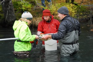 L-R: Undergraduate Marin Lee, graduate student Ty Spaulding, researcher Dan Bogan are part of a UAA stream ecology class in Portage Valley that puts students and biologists in the field together for hands-on science investigations. (Photo by Douglas Causey/UAA)