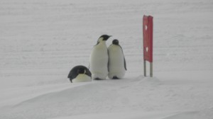 Penguins on the snow-packed runway at McMurdo Station. Photo provided by Mark Peterson.