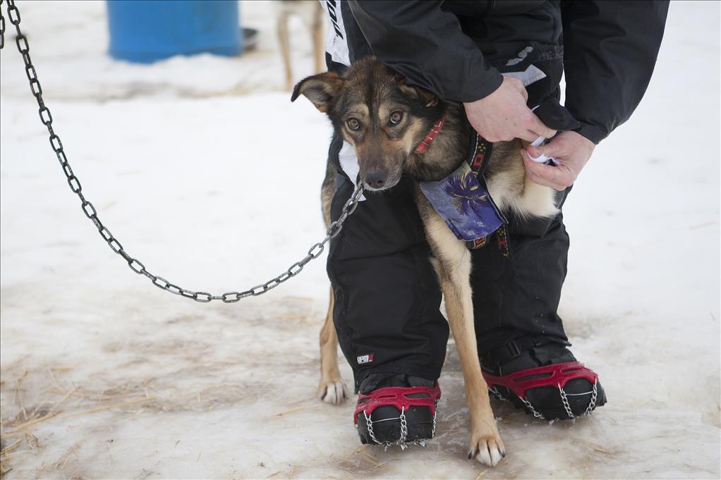 Training for a canoe marathon, running a surprise Iditarod News University of Alaska Anchorage