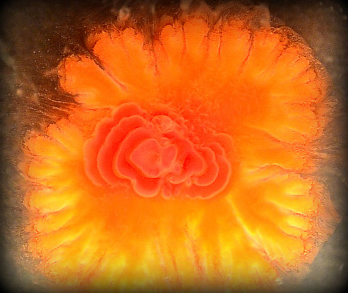 This 'flower' grew from combining calcium and silicate. No DNA was involved. Scientists want to understand how these structures grow so they can design and grow structures inorganically. (Created by Salome Scott. Used with permission by Jerzy Maselko.UAA)