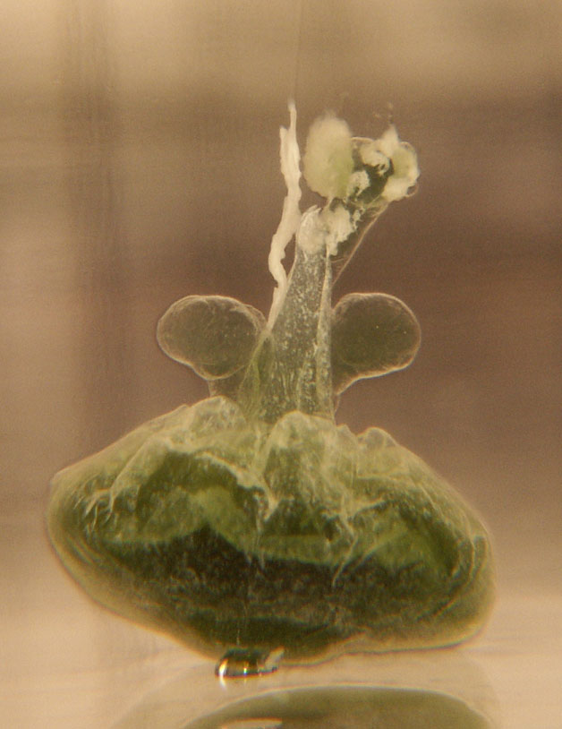 structure formed by combining inorganic chemical coumpounds in silicate.