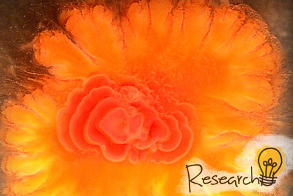 research2_flower