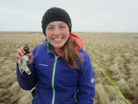 Tesia Forstner won this year's Fran Ulmer Transformative Research Award for her work with black turnstones in Western Alaska. (Photo by Kristine Sowl/Yukon Delta National Wildlife Refuge)