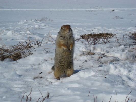 Arctic Ground Squirrel