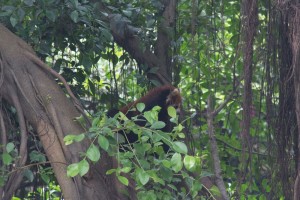 Red panda in China