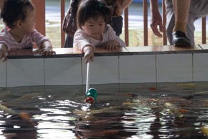 Little girl feeding fish in China