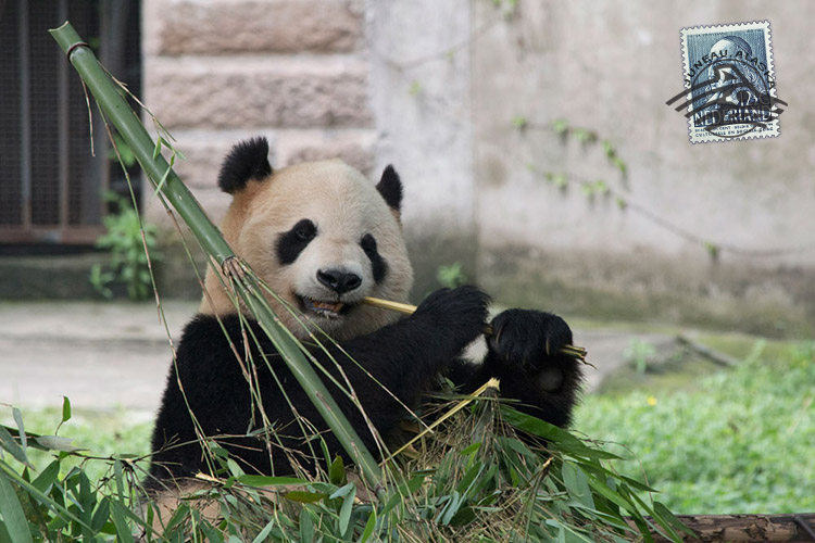 panda-postcards-from-china