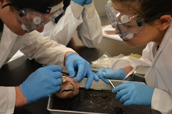 Students at Mat-Su College's Summer Science Academy dissect a sheep heart while learning about anatomy and physiology. (Photo by Samantha Brumagin/Mat-Su College)