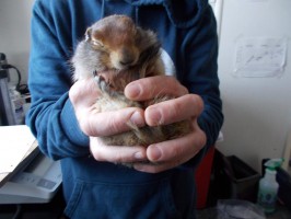 Arctic ground squirrel