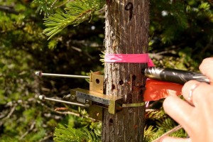 Collecting micro-cores from the tree. This was a weekly chore for Amanda Bonavia, up in the Chugach Mountains collecting micro-cores from from spruce trees. (Photo provided by Rachel Lee, Biological Sciences)