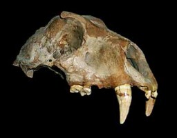 Ice Age cat skull