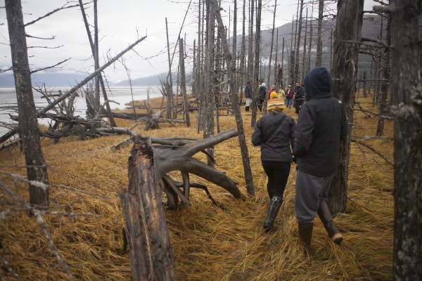 Students, decked in proper footware, navigate the marshy ghost forest, walking through trees buried nine feet in the earth (Photo by Philip Hall / University of Alaska Anchorage).