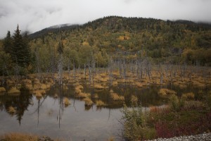 A radiant fall forest provides the backdrop for a ghost forest near the water at Bird Point (Photo by Philip Hall / University of Alaska Anchorage).