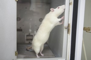 A rat used in UAA psychology student Amanda Cano's research moves around inside a computer-controlled chamber that records whether it chooses to get a small treat immediately or wait longer for a bigger treat. (Photo by Philip Hall/UAA)