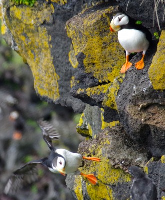Horned puffin pair on St. Paul Island