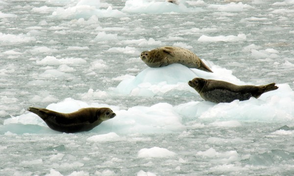 Harbor seals in the Kenai Fjords. Photo by Amy Bishop/UAA)