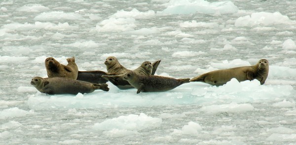 Harbor seals in the Kenai Fjords. Photo by Amy Bishop/UAA)