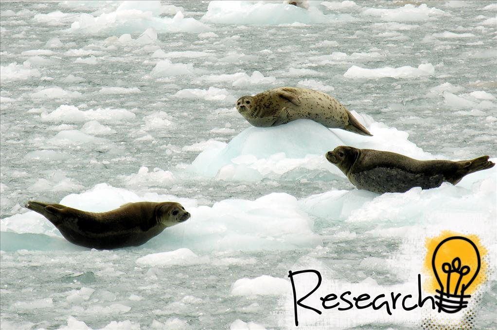 research-harbor-seals